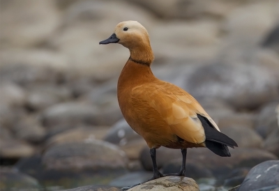 <i class='fa fa-user'></i>&nbsp;charlysax&nbsp;|   Casarca&nbsp; <i class='fa fa-eye'>&nbsp;285</i> &nbsp;<i class='fa fa-thumbs-up'>&nbsp;1</i> &nbsp; <i class='fa fa-comment-o'>&nbsp;7</i>