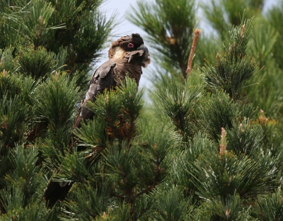 <i class='fa fa-user'></i>&nbsp;Theo Hendriks&nbsp;|   Langsnavelraafkaketoe&nbsp; <i class='fa fa-eye'>&nbsp;274</i> &nbsp; <i class='fa fa-comment-o'>&nbsp;3</i>