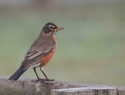 <i class='fa fa-user'></i>&nbsp;Eug�ne van de Leur&nbsp;|   Roodborstlijster&nbsp; <i class='fa fa-eye'>&nbsp;423</i> &nbsp; <i class='fa fa-comment-o'>&nbsp;4</i>