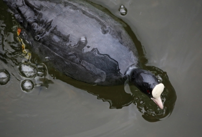 <i class='fa fa-user'></i>&nbsp;ron entius&nbsp;|   Meerkoet&nbsp; <i class='fa fa-eye'>&nbsp;518</i> &nbsp;<i class='fa fa-thumbs-up'>&nbsp;8</i> &nbsp; <i class='fa fa-comment-o'>&nbsp;16</i>