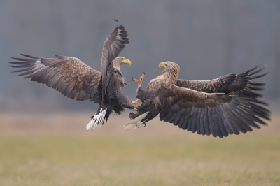 <i class='fa fa-user'></i>&nbsp;Johan G&nbsp;|   Zeearend&nbsp; <i class='fa fa-eye'>&nbsp;755</i> &nbsp;<i class='fa fa-thumbs-up'>&nbsp;12</i> &nbsp; <i class='fa fa-comment-o'>&nbsp;21</i>