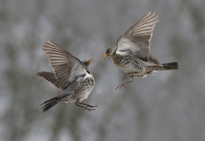 <i class='fa fa-user'></i>&nbsp;Gejo Wassink&nbsp;|   Kramsvogel&nbsp; <i class='fa fa-eye'>&nbsp;918</i> &nbsp;<i class='fa fa-thumbs-up'>&nbsp;26</i> &nbsp; <i class='fa fa-comment-o'>&nbsp;32</i>