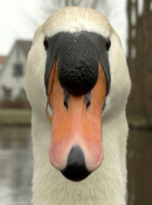 bijzondere ontmoeting met deze joekel.
hij kwam steeds dichterbij