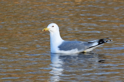 Volwassen Pontische meeuw in winterkleed, zonnig weer.
Geplaatst omdat het een vrij zeldzame soort is.