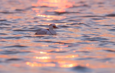 <i class='fa fa-user'></i>&nbsp;Monika&nbsp;|   Nonnetje&nbsp; <i class='fa fa-eye'>&nbsp;436</i> &nbsp;<i class='fa fa-thumbs-up'>&nbsp;8</i> &nbsp; <i class='fa fa-comment-o'>&nbsp;15</i>