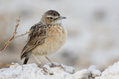 <i class='fa fa-user'></i>&nbsp;Kees de Jager&nbsp;|   Sjirpleeuwerik&nbsp; <i class='fa fa-eye'>&nbsp;272</i> &nbsp; <i class='fa fa-comment-o'>&nbsp;4</i>