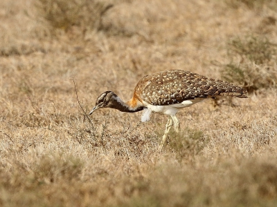 <i class='fa fa-user'></i>&nbsp;Wim Duran&nbsp;|   Ludwigs Trap&nbsp; <i class='fa fa-eye'>&nbsp;299</i> &nbsp; <i class='fa fa-comment-o'>&nbsp;1</i>