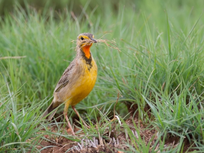 <i class='fa fa-user'></i>&nbsp;Paul van Giersbergen&nbsp;|   Kaapse Langklauw&nbsp; <i class='fa fa-eye'>&nbsp;325</i> &nbsp; <i class='fa fa-comment-o'>&nbsp;1</i>