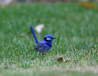 <i class='fa fa-user'></i>&nbsp;Theo Hendriks&nbsp;|   Prachtelfje&nbsp; <i class='fa fa-eye'>&nbsp;361</i> &nbsp; <i class='fa fa-comment-o'>&nbsp;3</i>