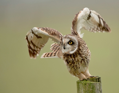 <i class='fa fa-user'></i>&nbsp;Wilfried Solarz&nbsp;|   Velduil&nbsp; <i class='fa fa-eye'>&nbsp;697</i> &nbsp;<i class='fa fa-thumbs-up'>&nbsp;16</i> &nbsp; <i class='fa fa-comment-o'>&nbsp;25</i>