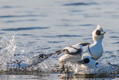 De drie mannetjes leken goed met elkaar op te kunnen schieten en waren gezellig in gezelschap van een paar vrouwtjes aan het vissen. Ineens gingen ze met zijn drien naast elkaar een wedstrijdje hardzwemmen (zie foto op mijn site www.vogelskijken.net ), waarna eentje ineens uithaalde naar de anderen.