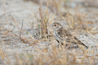 <i class='fa fa-user'></i>&nbsp;Kees de Jager&nbsp;|   Grijsrugvinkleeuwerik&nbsp; <i class='fa fa-eye'>&nbsp;310</i> &nbsp; <i class='fa fa-comment-o'>&nbsp;3</i>