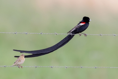 <i class='fa fa-user'></i>&nbsp;Paul van Giersbergen&nbsp;|   Hanenstaartwidavink&nbsp; <i class='fa fa-eye'>&nbsp;460</i> &nbsp; <i class='fa fa-comment-o'>&nbsp;7</i>