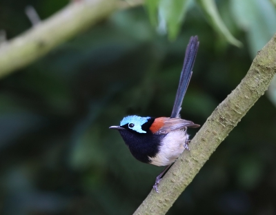 <i class='fa fa-user'></i>&nbsp;Theo Hendriks&nbsp;|   Roodvleugelelfje&nbsp; <i class='fa fa-eye'>&nbsp;318</i> &nbsp; <i class='fa fa-comment-o'>&nbsp;2</i>