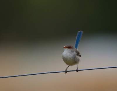 <i class='fa fa-user'></i>&nbsp;Theo Hendriks&nbsp;|   Roodvleugelelfje&nbsp; <i class='fa fa-eye'>&nbsp;330</i> &nbsp; <i class='fa fa-comment-o'>&nbsp;1</i>