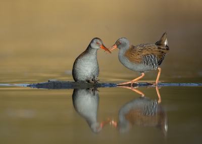 <i class='fa fa-user'></i>&nbsp;Ton D�pp&nbsp;|   Waterral&nbsp; <i class='fa fa-eye'>&nbsp;866</i> &nbsp;<i class='fa fa-thumbs-up'>&nbsp;26</i> &nbsp; <i class='fa fa-comment-o'>&nbsp;24</i>