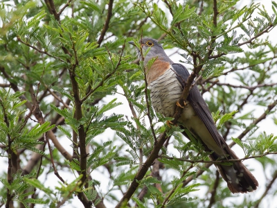 <i class='fa fa-user'></i>&nbsp;Paul van Giersbergen&nbsp;|   Heremietkoekoek&nbsp; <i class='fa fa-eye'>&nbsp;335</i> &nbsp;<i class='fa fa-thumbs-up'>&nbsp;1</i> &nbsp; <i class='fa fa-comment-o'>&nbsp;1</i>
