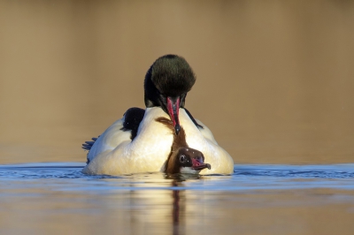 <i class='fa fa-user'></i>&nbsp;Rijn B�cude&nbsp;|   Grote Zaagbek&nbsp; <i class='fa fa-eye'>&nbsp;1106</i> &nbsp;<i class='fa fa-thumbs-up'>&nbsp;46</i> &nbsp; <i class='fa fa-comment-o'>&nbsp;35</i>