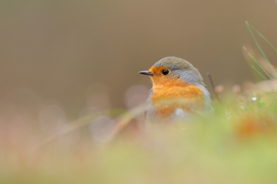 <i class='fa fa-user'></i>&nbsp;Almanbrother&nbsp;|   Roodborst&nbsp; <i class='fa fa-eye'>&nbsp;270</i> &nbsp;<i class='fa fa-thumbs-up'>&nbsp;1</i> &nbsp; <i class='fa fa-comment-o'>&nbsp;4</i>