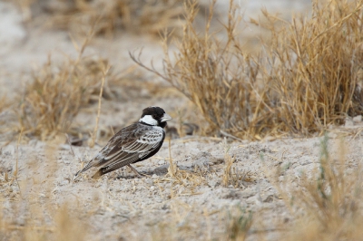 <i class='fa fa-user'></i>&nbsp;Kees de Jager&nbsp;|   Grijsrugvinkleeuwerik&nbsp; <i class='fa fa-eye'>&nbsp;262</i> &nbsp; <i class='fa fa-comment-o'>&nbsp;1</i>