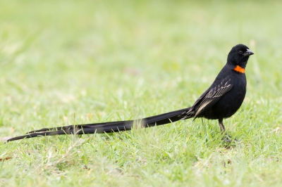 <i class='fa fa-user'></i>&nbsp;Paul van Giersbergen&nbsp;|   Roodkeelwidavink&nbsp; <i class='fa fa-eye'>&nbsp;347</i> &nbsp; <i class='fa fa-comment-o'>&nbsp;3</i>