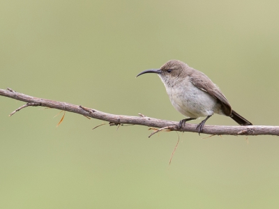 <i class='fa fa-user'></i>&nbsp;Paul van Giersbergen&nbsp;|   Witbuikhoningzuiger&nbsp; <i class='fa fa-eye'>&nbsp;285</i> &nbsp; <i class='fa fa-comment-o'>&nbsp;1</i>