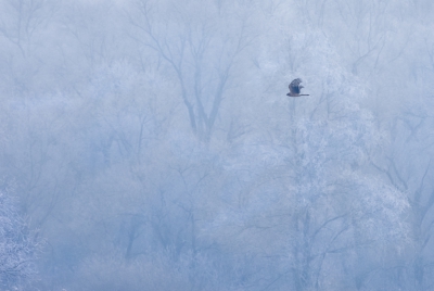 <i class='fa fa-user'></i>&nbsp;Monika&nbsp;|   Blauwe Kiekendief&nbsp; <i class='fa fa-eye'>&nbsp;542</i> &nbsp;<i class='fa fa-thumbs-up'>&nbsp;4</i> &nbsp; <i class='fa fa-comment-o'>&nbsp;12</i>