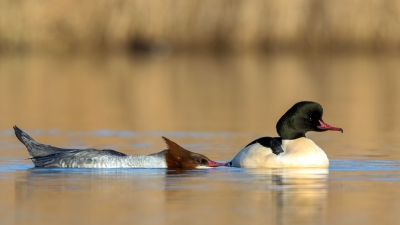 <i class='fa fa-user'></i>&nbsp;Rijn B�cude&nbsp;|   Grote Zaagbek&nbsp; <i class='fa fa-eye'>&nbsp;707</i> &nbsp;<i class='fa fa-thumbs-up'>&nbsp;18</i> &nbsp; <i class='fa fa-comment-o'>&nbsp;28</i>