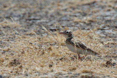 <i class='fa fa-user'></i>&nbsp;Kees de Jager&nbsp;|   Starks Leeuwerik&nbsp; <i class='fa fa-eye'>&nbsp;284</i> &nbsp; <i class='fa fa-comment-o'>&nbsp;2</i>