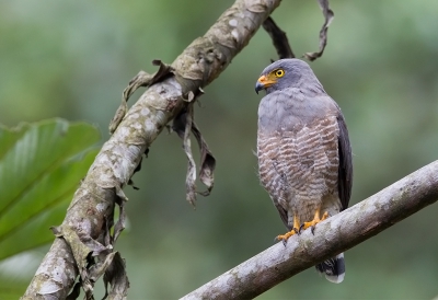 <i class='fa fa-user'></i>&nbsp;charlysax&nbsp;|   Wegbuizerd&nbsp; <i class='fa fa-eye'>&nbsp;368</i> &nbsp; <i class='fa fa-comment-o'>&nbsp;6</i>