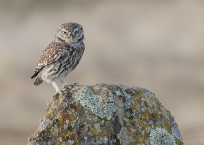 <i class='fa fa-user'></i>&nbsp;Marie-Jos� Boon&nbsp;|   Steenuil&nbsp; <i class='fa fa-eye'>&nbsp;546</i> &nbsp;<i class='fa fa-thumbs-up'>&nbsp;9</i> &nbsp; <i class='fa fa-comment-o'>&nbsp;15</i>