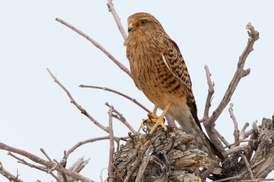 <i class='fa fa-user'></i>&nbsp;Kees de Jager&nbsp;|   Grote Torenvalk&nbsp; <i class='fa fa-eye'>&nbsp;348</i> &nbsp; <i class='fa fa-comment-o'>&nbsp;2</i>