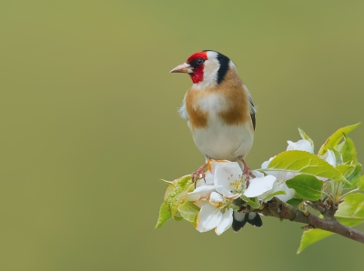 Eentje uit het archief. Alleen hiervoor ben ik alweer blij als het voorjaar is. Dan kan ik weer lekker rondstruinen in de boomgaarden van een bevriende fruitteller en proberen de putters vast te leggen in de bloesem, zoals dit fraaie mannetje. Mijn absolute lievelings (zang)vogel.