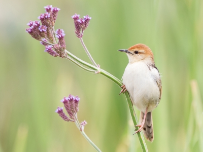 <i class='fa fa-user'></i>&nbsp;Paul van Giersbergen&nbsp;|   Valleigraszanger&nbsp; <i class='fa fa-eye'>&nbsp;413</i> &nbsp;<i class='fa fa-thumbs-up'>&nbsp;9</i> &nbsp; <i class='fa fa-comment-o'>&nbsp;12</i>