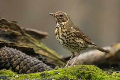 Altijd leuk als er een zanglijster op bezoek komt. Nu de meeste bessen in het bos praktisch allemaal opgesoupeerd zijn komt ze al eens naar het  fruit dat ik af en toe uitleg. Dit is n van de eerste foto's die ik maakte met mijn nieuwe 100-400II.