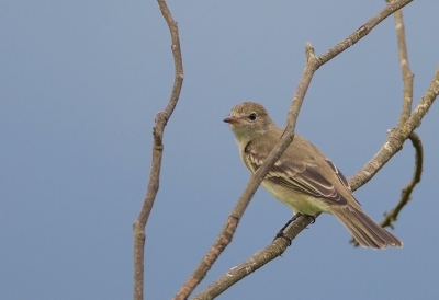 <i class='fa fa-user'></i>&nbsp;charlysax&nbsp;|   Vale Elenia&nbsp; <i class='fa fa-eye'>&nbsp;174</i> &nbsp; <i class='fa fa-comment-o'>&nbsp;1</i>