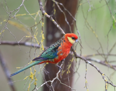 <i class='fa fa-user'></i>&nbsp;Theo Hendriks&nbsp;|   Stanleyrosella&nbsp; <i class='fa fa-eye'>&nbsp;281</i> &nbsp;<i class='fa fa-thumbs-up'>&nbsp;1</i> &nbsp; <i class='fa fa-comment-o'>&nbsp;2</i>