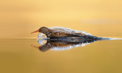 <i class='fa fa-user'></i>&nbsp;Ton D�pp&nbsp;|   Waterral&nbsp; <i class='fa fa-eye'>&nbsp;925</i> &nbsp;<i class='fa fa-thumbs-up'>&nbsp;34</i> &nbsp; <i class='fa fa-comment-o'>&nbsp;29</i>