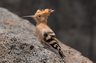 Foto is gemaakt bij ons hotel op Lanzarote.
De vogel kwam elke dag weer terug.