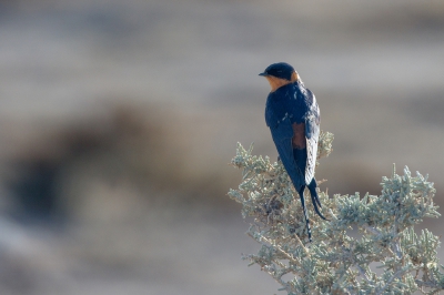 <i class='fa fa-user'></i>&nbsp;Kees de Jager&nbsp;|   Roodborstzwaluw&nbsp; <i class='fa fa-eye'>&nbsp;284</i> &nbsp; <i class='fa fa-comment-o'>&nbsp;2</i>