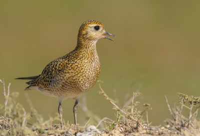 Osmaniye, Turkey Porous of course you have this golden bird iin.Hello  Porlisb