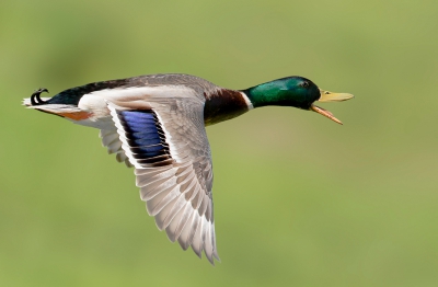 <i class='fa fa-user'></i>&nbsp;ep&nbsp;|   Wilde Eend&nbsp; <i class='fa fa-eye'>&nbsp;465</i> &nbsp;<i class='fa fa-thumbs-up'>&nbsp;2</i> &nbsp; <i class='fa fa-comment-o'>&nbsp;12</i>