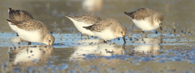 <i class='fa fa-user'></i>&nbsp;groenvogel57&nbsp;|   Bonte Strandloper&nbsp; <i class='fa fa-eye'>&nbsp;271</i> &nbsp; <i class='fa fa-comment-o'>&nbsp;6</i>