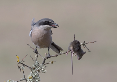 <i class='fa fa-user'></i>&nbsp;Henk Laverman&nbsp;|   Iberische Klapekster&nbsp; <i class='fa fa-eye'>&nbsp;615</i> &nbsp;<i class='fa fa-thumbs-up'>&nbsp;21</i> &nbsp; <i class='fa fa-comment-o'>&nbsp;21</i>
