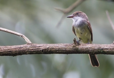 <i class='fa fa-user'></i>&nbsp;charlysax&nbsp;|   Swainsons Tiran&nbsp; <i class='fa fa-eye'>&nbsp;215</i> &nbsp; <i class='fa fa-comment-o'>&nbsp;2</i>