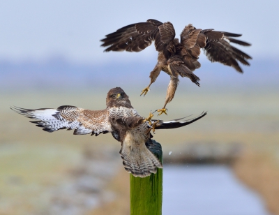 Blijkbaar is deze paal in het weiland een gewilde en strategisch gunstige plek, maar helaas er is maar plaats voor 1....Gelukkig stond ik ook strategisch goed opgesteld!