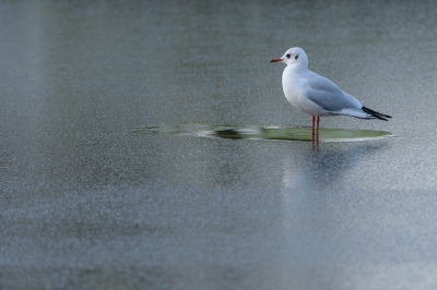 <i class='fa fa-user'></i>&nbsp;Wil Doorn-Meijne&nbsp;|   Kokmeeuw&nbsp; <i class='fa fa-eye'>&nbsp;276</i> &nbsp;<i class='fa fa-thumbs-up'>&nbsp;1</i> &nbsp; <i class='fa fa-comment-o'>&nbsp;10</i>