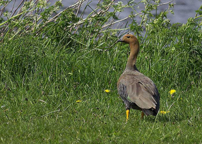 Deze vrouwtjes magelhaengans in een reservaat gfotografeerd waar ook grauwe ganzen en brandganzen broeden.