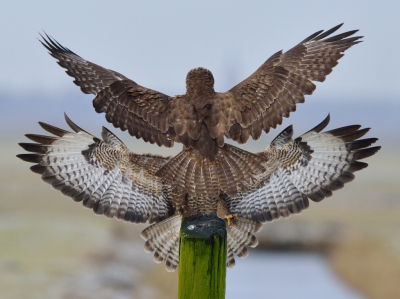 <i class='fa fa-user'></i>&nbsp;Ruud Scherpenisse&nbsp;|   Buizerd&nbsp; <i class='fa fa-eye'>&nbsp;1252</i> &nbsp;<i class='fa fa-thumbs-up'>&nbsp;14</i> &nbsp; <i class='fa fa-comment-o'>&nbsp;19</i>