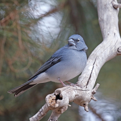 <i class='fa fa-user'></i>&nbsp;Henk Baptist&nbsp;|   Blauwe Vink&nbsp; <i class='fa fa-eye'>&nbsp;362</i> &nbsp; <i class='fa fa-comment-o'>&nbsp;11</i>